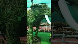 காரைக்கால் மலர் கண்காட்சி 🌹