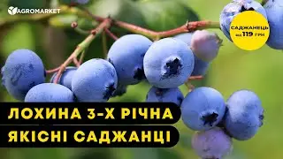 САДЖАНЦІ ЛОХИНИ 3 РОКИ | Власний урожай вже наступного року | Agro-Market.ua
