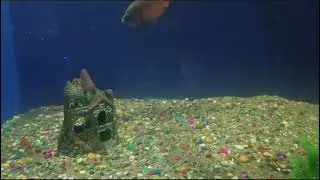 Fish Aquarium in Paradeep