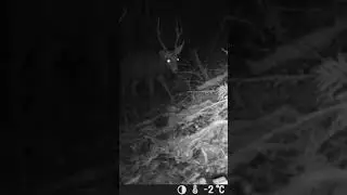 Mesmerizing Nighttime Wildlife Encounter: Watch a Deer in Action #shorts