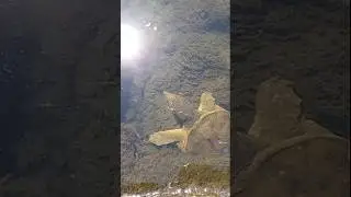 자라의 연막 전술/A terrapin using smoke screen tactics #shorts #자라 #거북 #동물 #야생 #자연
