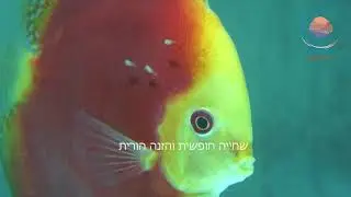 תהליך הרבייה בחוות דג ברמה