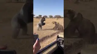 Safari Trip: Gorilla & Bear Standoff