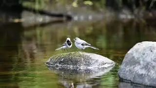 Linerle / White Wagtail (Motacilla alba)