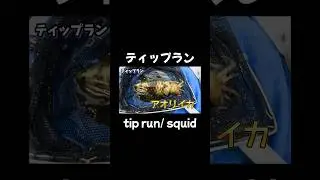 【切り抜き】ティップラン アオリイカ