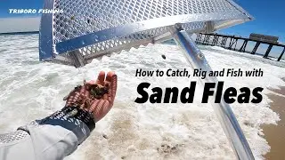 How to Harvest, Rig & Fish with Sand Fleas | This Bait Catches Anything | Jetty Fishing for Tautogs