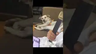 Dog's Priceless Reaction to Owner's Bad Singing! 🎤🐕🤣 #shorts #funny