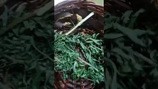 Ganja tea (is made from cannabis leaves, stems, or buds, really good to have before you go to bed