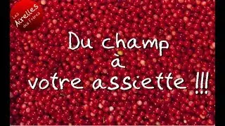 Production du Champ à l'assiette (nouvelle version)
