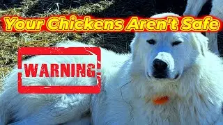 How Livestock Guardian Dogs Actually Protect Your Chickens (Most People Don&rsquo;t Know This)