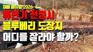 블루베리 휴면기 전정을 하며 도장지는 어디를 잘라야 하나,  도장지 전정은 내년 농사를 결정한다.