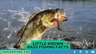 Little Known Bass Fishing Facts and Techniques by Fishing Stone