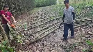 CƯA LÔ TRÀM 8 SÀO GẦN BỜ KÊNH - TRÀ TÂN - LÂM ĐỒNG P1#