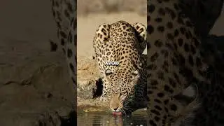 Leopard Did You Know Leopards Are Masters of Stealth amazing animal fact #animalfacts #leopard