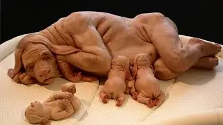 Animals Created by Science