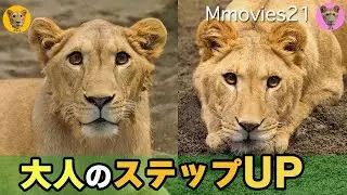 イト1歳3ヵ月ついにこの時が来た！クレイになくてイトにあるもの〜円山動物園ライオンの成長記録~Cray & Ito Lions at Maruyama zoo