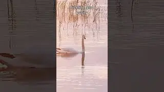 Amazing Swan Facts: 5 Fascinating Things About Swans You Won't Believe! | Fauna Fax #Shorts