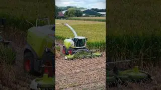 Maisernte 2025!🌽🤩 #farming #jpagrar #landwirtschaft #agriculture #claas #maisernte