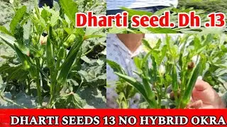 Dharti seeds 13 NO hybrid okra ||બ્લેસી એગ્રો સેન્ટર વ્યારા|| 99048 81314
