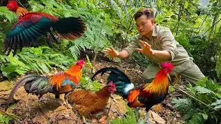 I Spent 30 Days in the Forest Using Only Chicken Traps for Food, Survival Skills