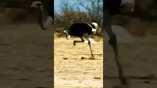 Ostrich vs Lion 🦁 #shorts #facts #didyouknow #tiktok