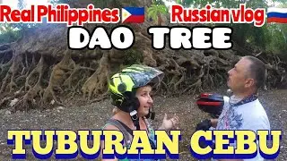 We found an amazing place on the island of #Cebu, #Philippines - Dao Tree in Tuburan