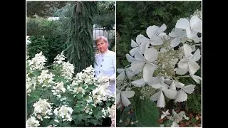 ГОРТЕНЗИЯ МЕТЕЛЬЧАТАЯ WHITE LADY -