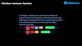 Chicken Immune System