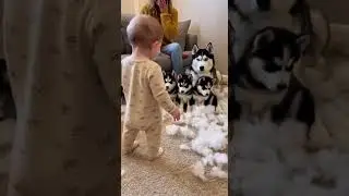 A Playful Pillow Mess Turns Into a Family Fun Adventure #familytime #pillowfight #fun