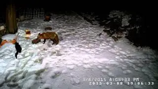 Cat & Fox - Cat stands ground Cam2  20150308 200500