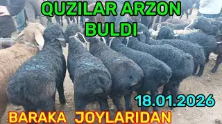18.01.2026 QUZILARNI ARZONLARIDAN QARSHI KARVON MOL BOZORIDA 
