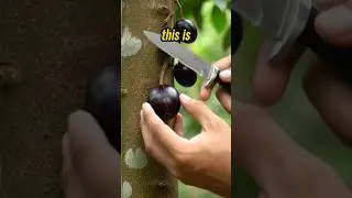 Amazing Tropical Fruit you can grow on your rooftop #amazing #tropicalfruit #shorts #growingfruit