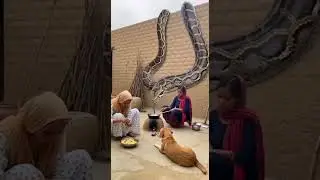 Village Kitchen Shock 😱 Python Came Down | Giant Serpent Surprise #wildlife #snake #shocking