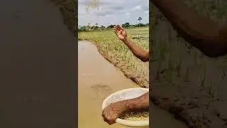 farming #agriculture #farming #jaijawanjaikisan #nature #viral #telugutrendingshorts
