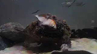 Snapping Turtle vs Piranha丨Live feeding!