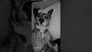 Ella my American Staffordshire Terrier, Adelaide south Australia