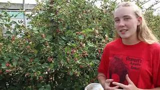 Saskatoon Berries