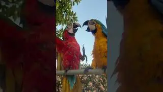 Papağan &Ccedil;iko &ccedil;ıldırdı #papagan #aramacaw #parrotvideonew#parakeetentertainment#araararauna#shorts