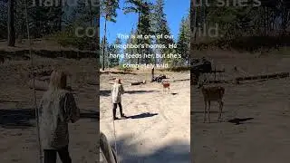 Embrace Wildlife & Off-Grid Living #offgridlife #mountainlife #deer