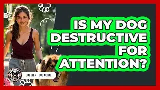Is My Dog Destructive For Attention?