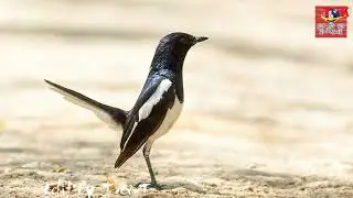 Forest Birds Oriental Magpie-Robin| Bird Sounds Relaxation - Nature Sounds Music for Meditation #01