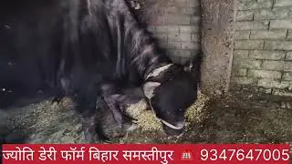 🙏 बिहार में भी मिनी हरियाणा है #ytvideo #biharbuffalo #pashumandi 