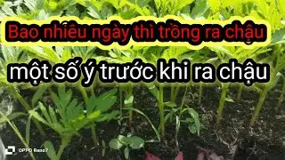 Bao nhiêu ngày tuổi mới trồng ra chậu được một số ý trước khi ra chậu cây giống khỏe mạnh