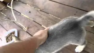High content Wolf Hybrid puppy