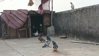 High flyer rampuri kabutar ambarsare gajra kabutar loft 