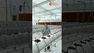 Tomato Hanging steel gutter system in Semi-closed Greenhouse-Prasada
