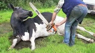 Dangerous Chainsaw Tree Cutting & Cow Milking on Farm - Action-Packed Rural Experience