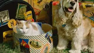 Travel Buddies: A Pet Lover's Guide to Globetrotting