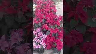 Wednesday's super market bazaar Dimapur update Ponsitia part 2 for flower lovers.