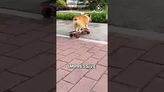 This Corgi Is a SKATEBOARDING PRO!